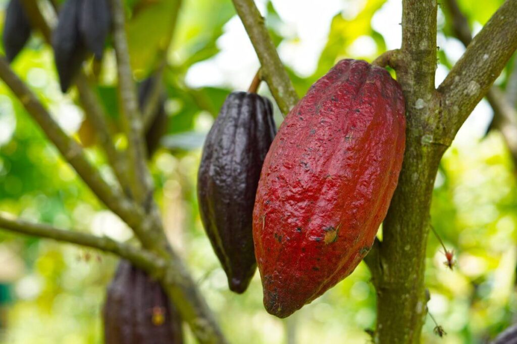 pianta di cacao ansia